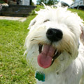 Pet friendly accommodation