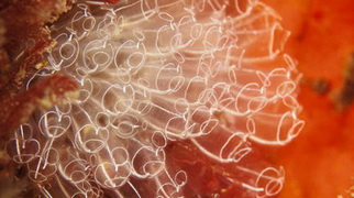 摄影师拍下英国北海绚丽海底生物：灯泡海鞘等